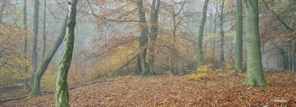 ©Stuart Low - Balgonar Wood Fife